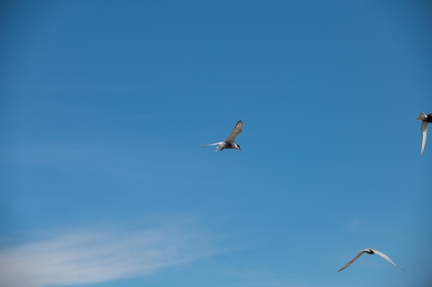 Gabbiano che vola nel cielo