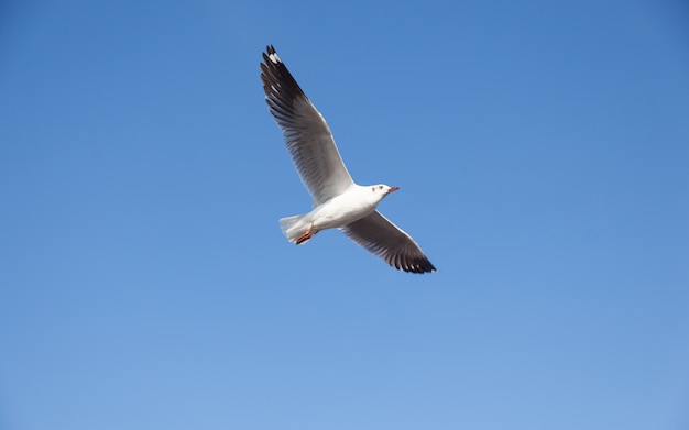 Gabbiano che vola nel cielo