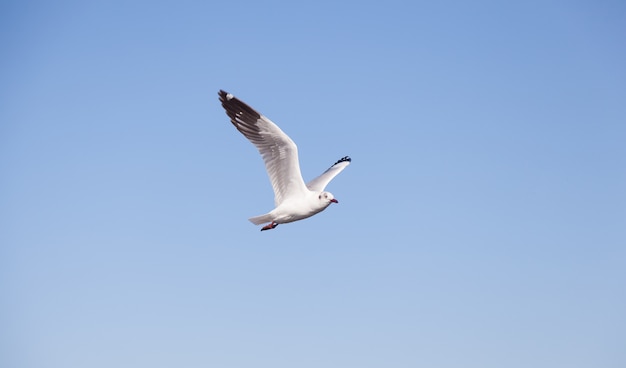 Gabbiano che vola nel cielo