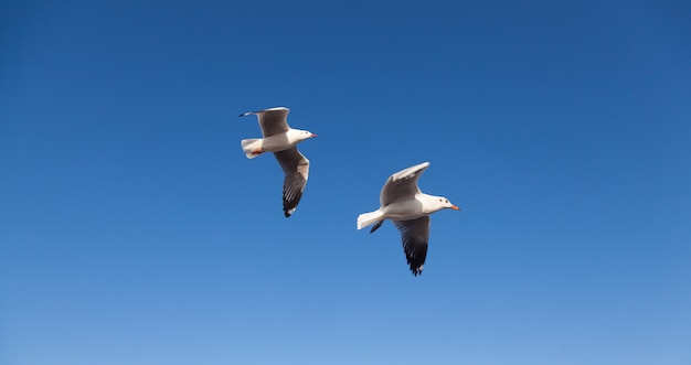 Gabbiano che vola nel cielo