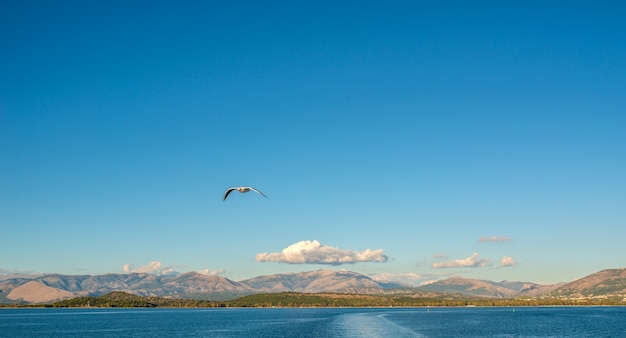 Gabbiano che vola sopra il Mar Ionio.