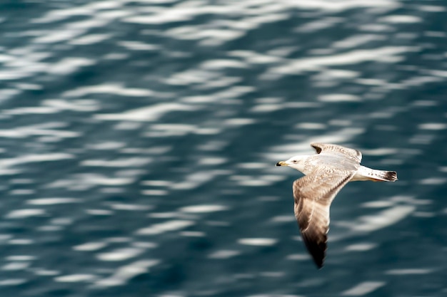 Gabbiano che vola sull'effetto movimento del mare