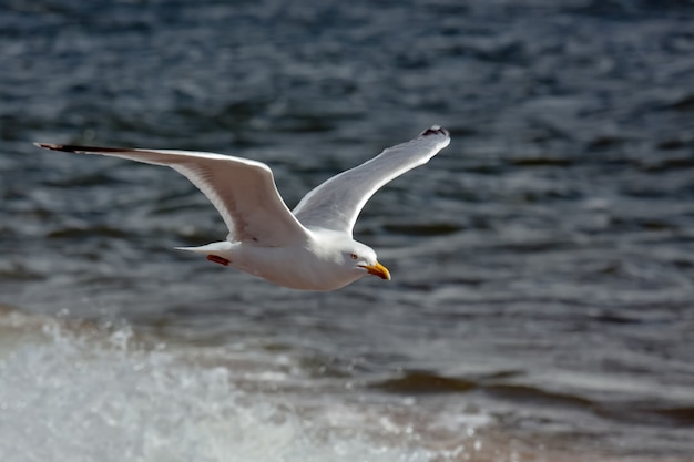 Gabbiano comune (Larus canus)