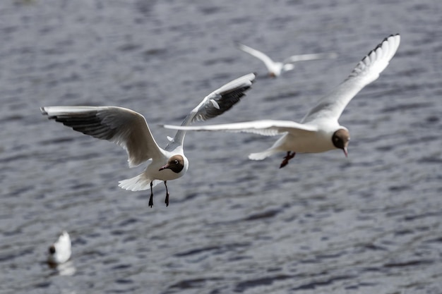 Gabbiano dai capelli neri in volo con ali spiegate e testa girata