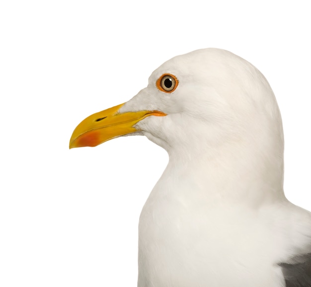 Gabbiano di aringhe - argentatus di larus su un bianco isolato