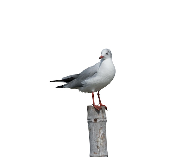 Gabbiano galleggiante isolato su sfondo bianco con tracciato di ritaglio. Gabbiano comune.