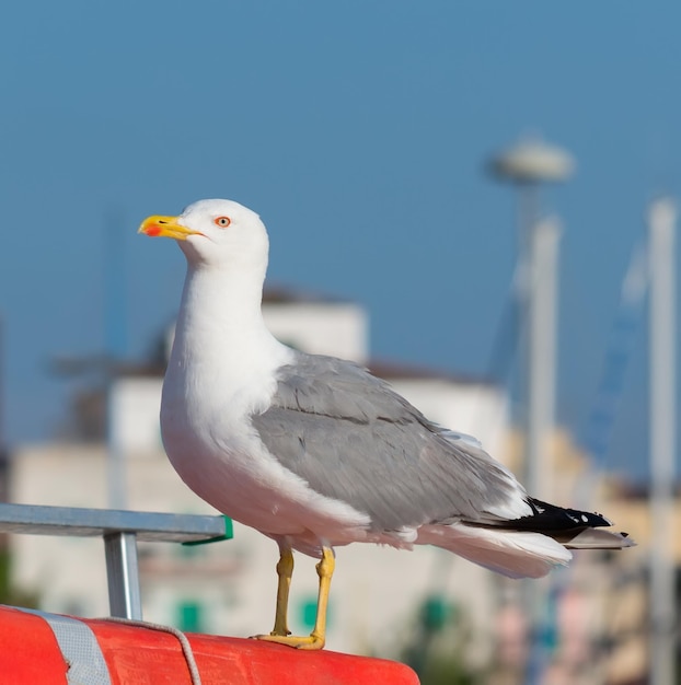 Gabbiano in piedi su un salvagente