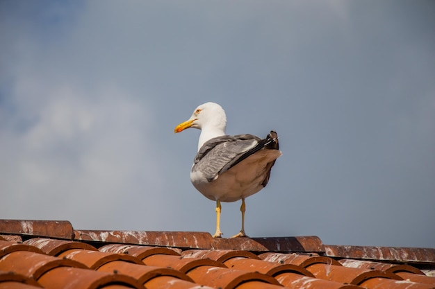 Gabbiano in piedi su un tetto di tegole di una casa