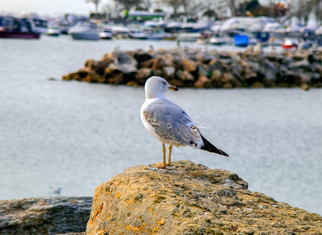 Gabbiano in piedi sulla roccia alla ricerca del mare.