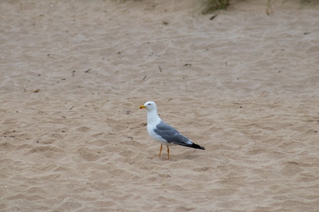 Gabbiano in piedi sulla spiaggia sabbiosa della costa