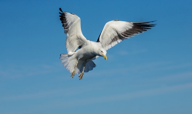 Gabbiano in volo contro il cielo blu