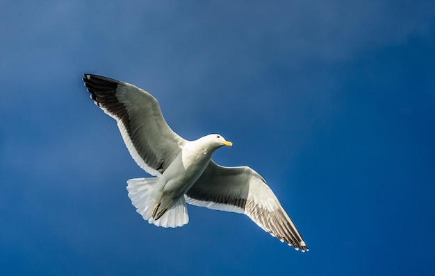 Gabbiano in volo contro il cielo blu