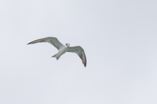 Gabbiano in volo contro il cielo