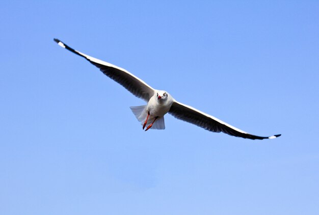 gabbiano in volo e cielo blu.