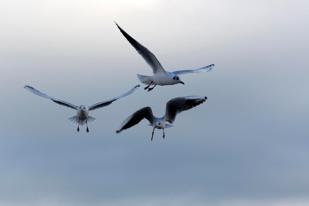 Gabbiano in volo in natura