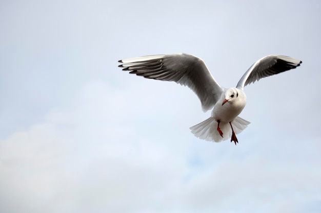 Gabbiano in volo in natura