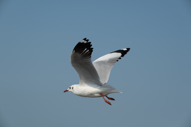 Gabbiano in volo in Thailandia