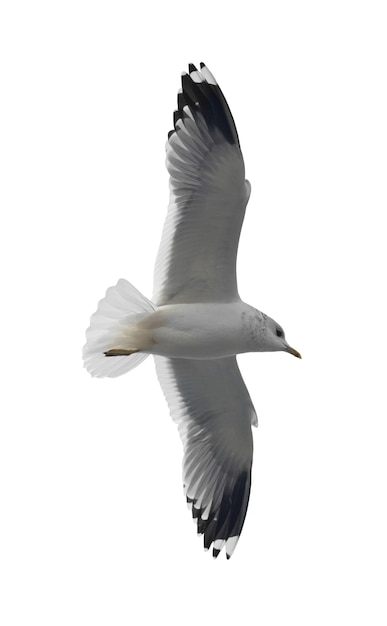 Gabbiano in volo isolato su sfondo bianco.