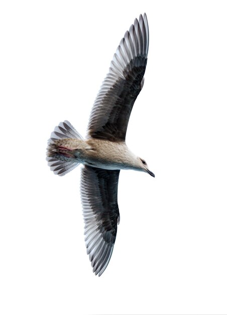 Gabbiano in volo isolato sul bianco.