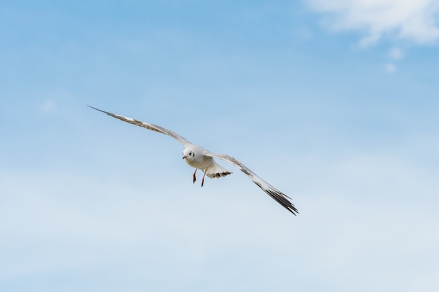 Gabbiano in volo su cielo blu