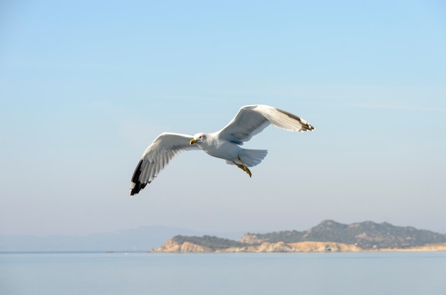 Gabbiano in volo sul mare