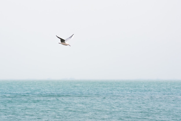 Gabbiano in volo sul mare