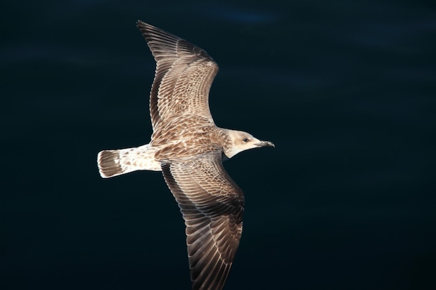 Gabbiano in volo sul mare