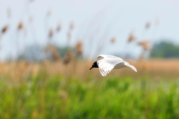 Gabbiano mediterraneo in volo con sfondo deserto