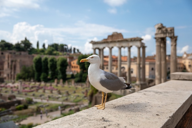 Gabbiano mediterraneo posti a sedere su pietre del Foro Romano a Roma, Italia. Sfondo estivo con giornata di sole e cielo blu