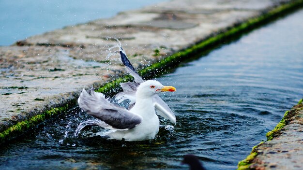 Gabbiano nel canale d'acqua