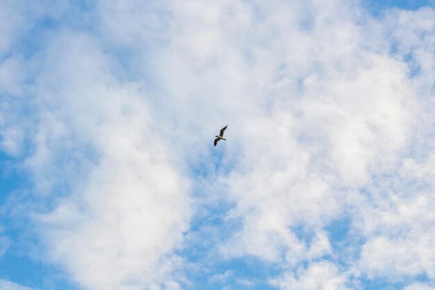 Gabbiano nel cielo blu