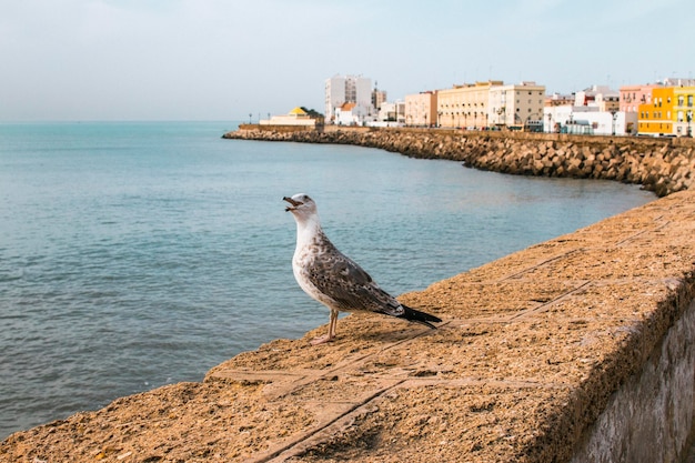 Gabbiano nel lungomare