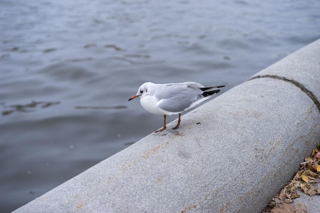 Gabbiano o albatro sul mare