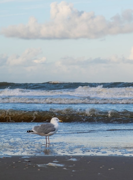Gabbiano oceano acqua blu spiaggia onda gabbiano uccello cielo Scheveningen L'Aia Den Haag Paesi Bassi