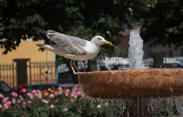 Gabbiano presso la fontana in un roseto