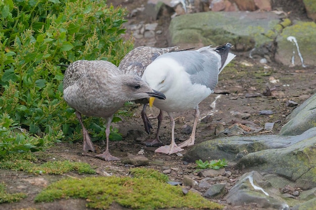 Gabbiano reale adulto con cuccioli Larus argentatus Farne Island in Inghilterra