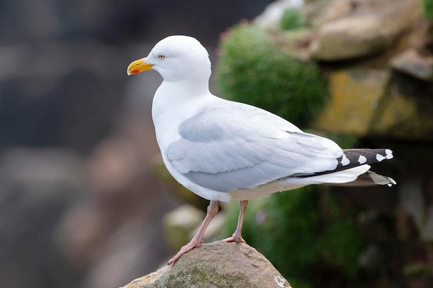 Gabbiano reale Larus argentatus Isola di Saltee in Irlanda