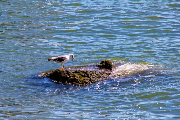 Gabbiano seduto su pietra nell'acqua di mare