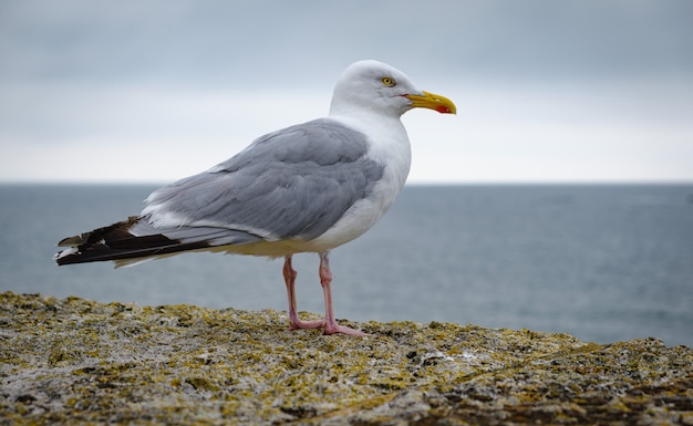 Gabbiano su una parete di fronte al mare