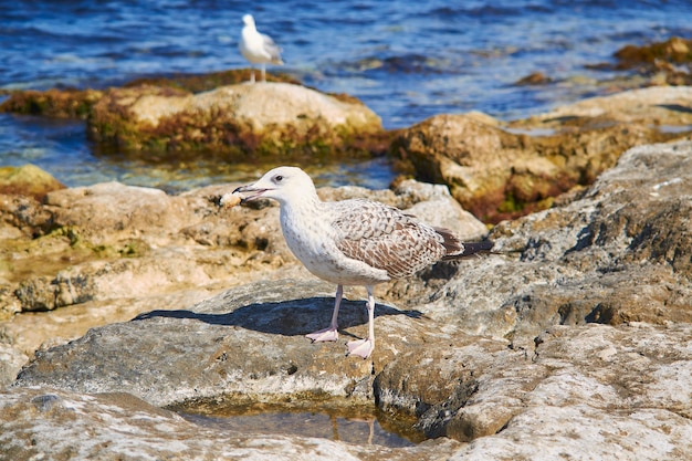 Gabbiano su una spiaggia rocciosa