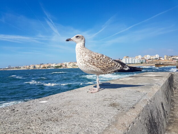 Gabbiano sul molo sull'oceano