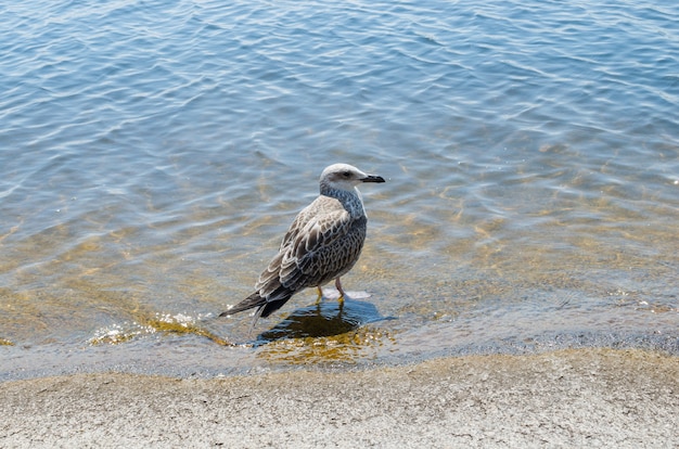 Gabbiano sulla riva di una spiaggia calda.La calda giornata estiva.Fauna selvatica.