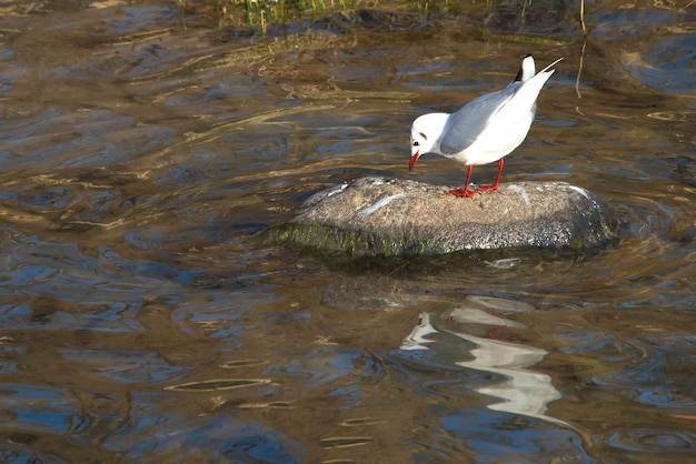 Gabbiano sulla roccia al fiume