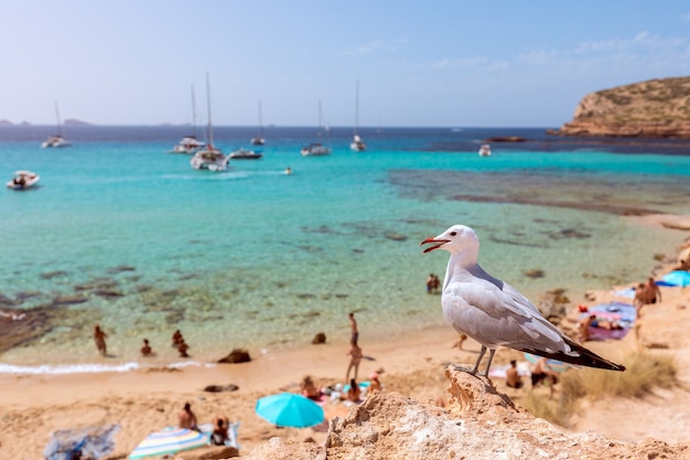 Gabbiano sulla spiaggia Cala Escondida