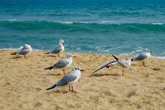 Gabbiano sulla spiaggia di busan, corea del sud