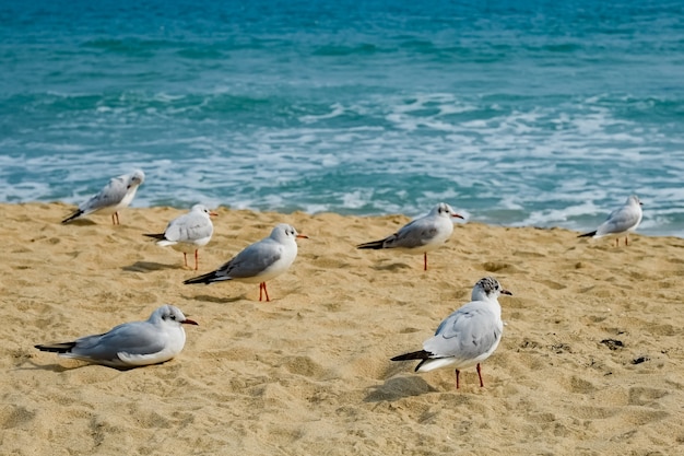 Gabbiano sulla spiaggia di busan, corea del sud