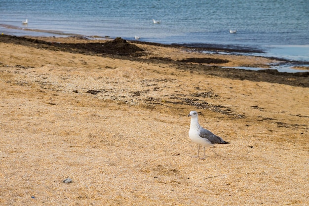 Gabbiano sulla spiaggia di sabbia