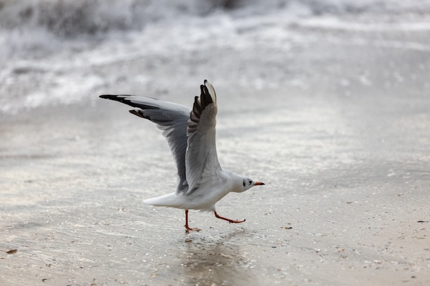 Gabbiano sulla spiaggia in volo