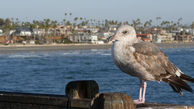 Gabbiano sulle ringhiere del molo in legno. Uccello vicino a Oceanside. California. Case fronte mare.