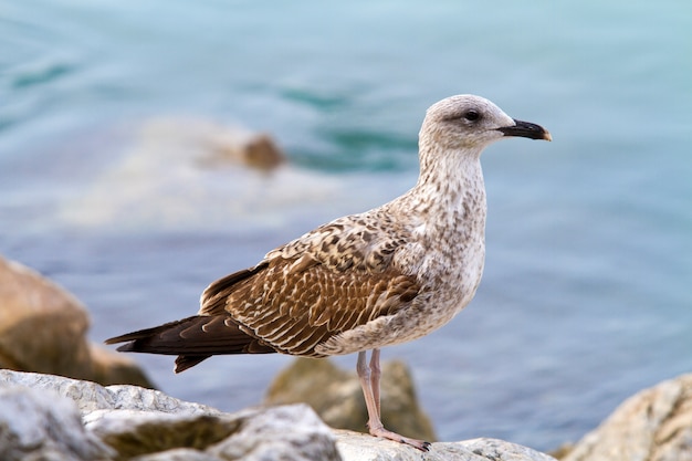 gabbiano sulle rocce